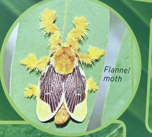 descriptive drawing exercise for kids - flannel moth